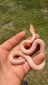 1.2K views · 43 reactions | Albino leopard het granite. That typical spotted pattern coming through on this snake just allows that contrast to be 奈 | Snake Sanctum | Facebook