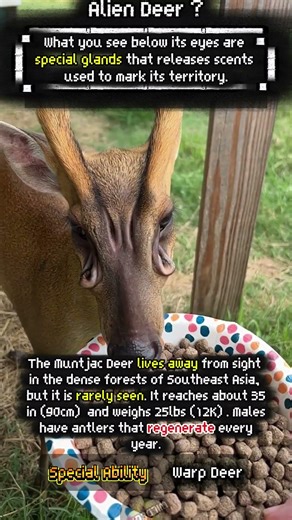 The alien Deer