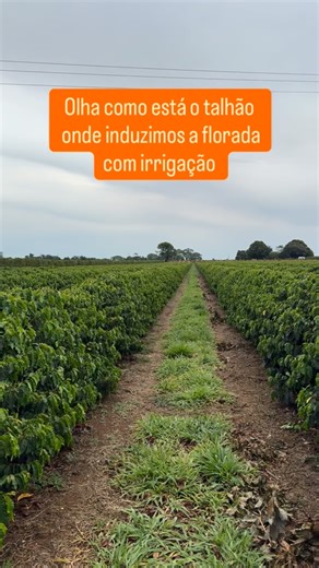 Florada induzida com estresse hídrico e irrigação! | Café No Brasil