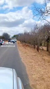 24K views · 109 reactions | The real Zebra Crossing. | Hon TG Mavhoko Mutoko North | Facebook