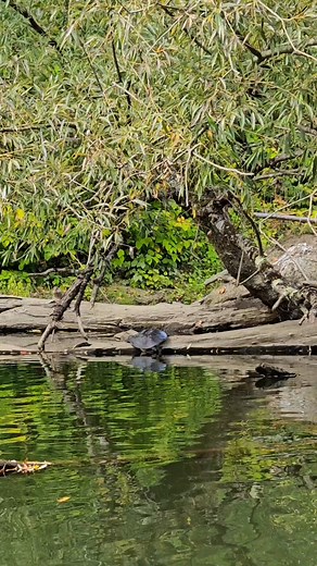 21K views · 930 reactions | Look at this big spiny softshell turtle,...