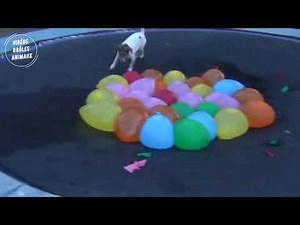 Chiens Drôle | Chiens vs Ballon D'eau | Vidéo de Drole Chein À Mourir De Rire