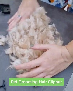 18 reactions | Cortadora para perros: ¡buena para principiantes! https://vigoexpress.es/producto/gulamachine-cortadora-de-pelo-para-mascotas-de-bajo-ruido?sp=7720i997  INALÁMBRICA: corte de pelo cómodo ✅ 4 CABEZALES: 3, 6, 9 y 12 mm  SILENCIOSA: no hay riesgo de asustar al perro | Vigoexpress | Facebook