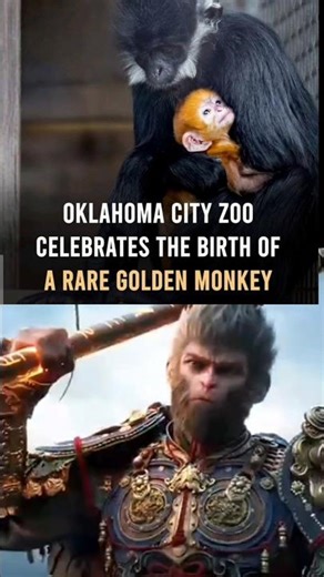 Money King Is Reincarnated ☠️ 🗿🗿#monkeyking #viral #phonkmusic #funnymemes #comedy