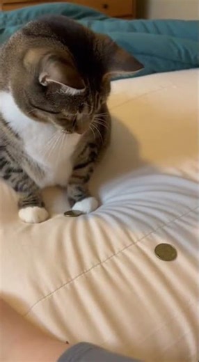 Amazing Cat Performs Magic Trick You Won't Believe Your Eyes #Cats #Tricks #Animals