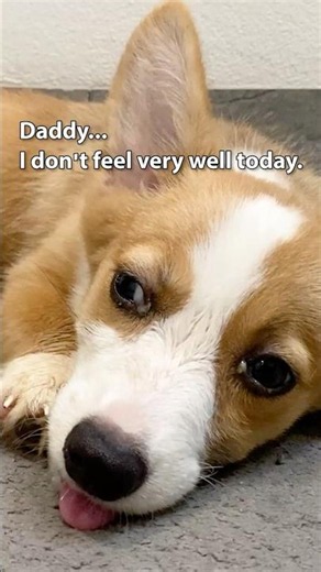 I Don’t Feel So Good! #cute #puppy