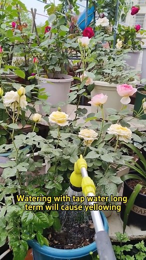 133K views · 767 reactions | #plants #caretips #indoorgarden #houseplants | Garden For Life | Facebook