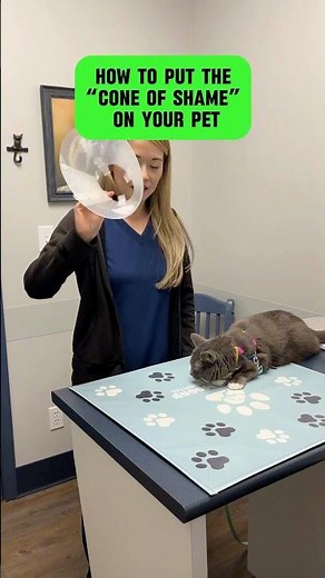Vet Tip 💡 Cone of Shame for Pets