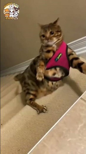 😹 Fat Cat FAILS Compilation! 🐾 | Funny Cat Moments | ‪@wwianimals.official‬