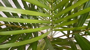 32K views · 855 reactions | Indoor plant. Some care tips. Areca palm, spider plant,snake plant.......❤️ | Sonam Creations | Facebook