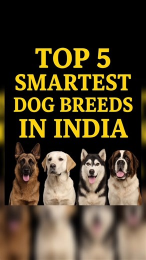 India’s Top 5 Smartest Dog Breeds You Must Know! | #dogbreed #dogs #shorts