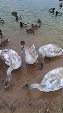 Cygnets Gobble