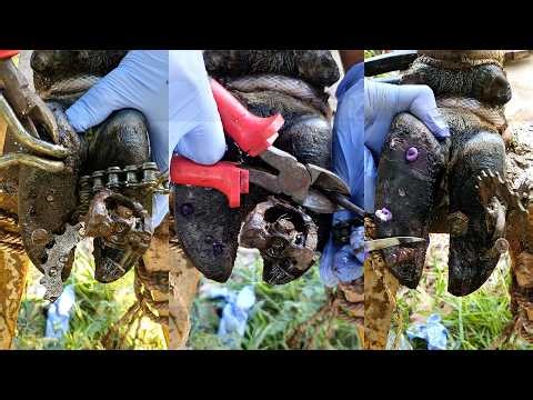 Cow Foot Cutting,Trim and Cleaning Rescued cow hoof from hunter's screw trap