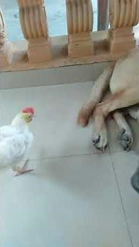 pet chicken eating ticks