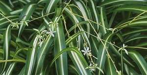 Spider Plants Might Have Their Own Version of a Placenta and Umbilical Cord, Study Finds