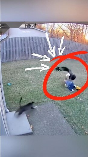Cat Saves Toddler From Eagle Attack