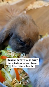 When it comes to feeding my bunnies I want to give them enrichment. I like to put at least three different textures and flavors in their salads. You can shave carrots, sprinkle cilantro, mix dill, and try different kinds of lettuce. Just like us, bunnies are happier with variety in their diet. | Rabbit Pals