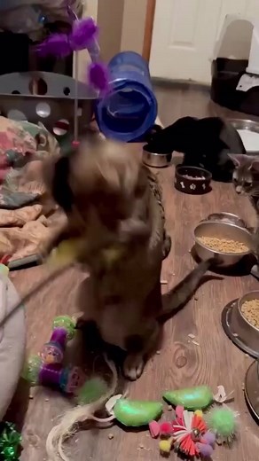 Ferris is ready for adoption and looking for his shadow boxing partner! Check out his profile and apply to adopt him on the Hope Lives Here Animal Rescue website. https://hopeliveshererescue.com/adoptable-cats @hopeliveshererescue #adopt #adoptdontshop #yegrescue #rescuekitten #kitty #yegadoptablecats #nonprofit #savealife #cute #cutekitten #boxingkitten #kittenplay #yeg #yegkittens | Hope Lives Here Animal Rescue Society