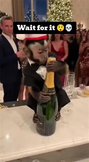 Funny baby monkey clips. #monkeys #memecut #monkeydluffy #viral #fyp