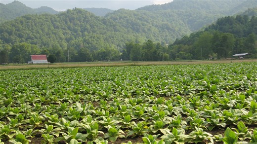 Farm grants aim to strengthen agribusinesses in Western North Carolina
