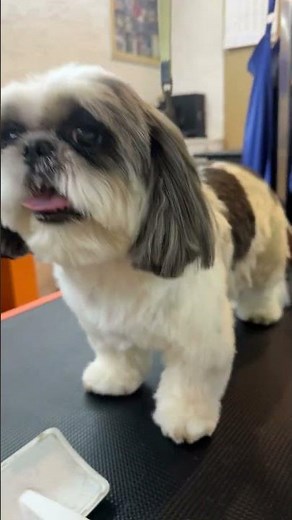 Give your furry friend the care they deserve at Sniff n Snooz! ✨ #petcare #haveitoldyoulatelythatil