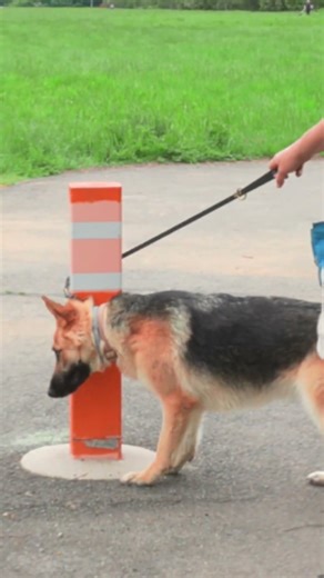 Try this problem solving exercise with your dog!