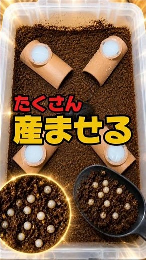 #ヘラクレスオオカブト にたくさん卵を産ませるよ！