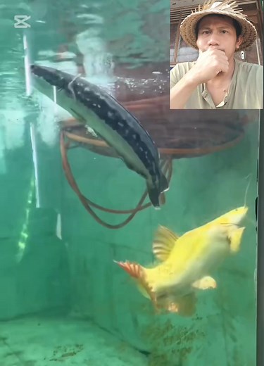 Predator garis kerass😬😬 | Këtüt Sûtêjå