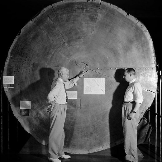 Part 1: What Is Dendrochronology?