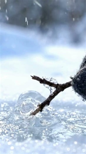 Why does a frozen 👀 twig spring after release?