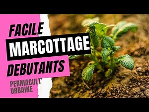 J'apprends le marcottage, astuces et technique de pro pour jardinier bio (marcotting tutorial)