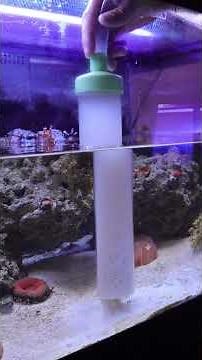 How to control algae in a reef tank