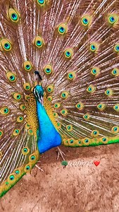 835 reactions · 28 shares | Join the vibrant peacock Gabriel for an unforgettable evening dance extravaganza! As he spins and twirls, his brilliant feathers shining everywhere, he's got his sights on catching peahen Asia's eye! | Amy Mayfield | Facebook