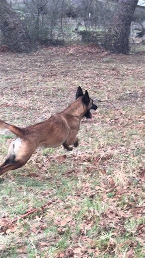 Service Dog in Action by the San Marcos River