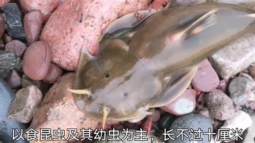 四川人称为“石爬子”的一种小鱼，为何成了餐桌上的珍品