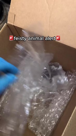 Dealing with an Aggressive Possum at 5 AM