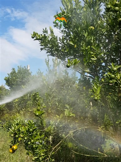 Citrus Trees Spraying Day for Optimal Health