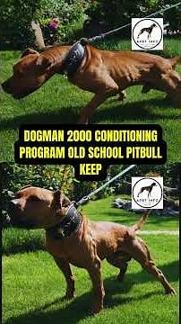 APBT GAME DOG KEEP 🏆 Secrets Behind PITBULL CONDITIONING Techniques