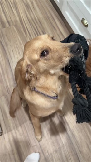 Close enough, welcome back Chewbacca