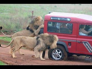 African Safari Lion Attacks Hunter - Wild Safari Drive in Africa