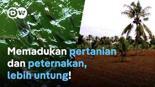 Seorang petani di Tamil Nadu, India, menerapkan metode 'pertanian terpadu', yang memadukan berbagai tanaman dan hewan. Ia pun melihat adanya peningkatan dalam kualitas tanah dan hasil panen. Adakah keuntungan lainnya? Dan apa tantangan dalam pertanian terpadu ini? Simak video dari Eco India berikut "Pertanian terpadu bawa peningkatan dalam kualitas tanah dan hasil panen?" #feedingmillions | DW Indonesia