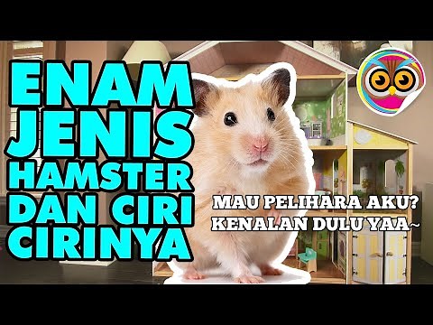 6 Types of Hamsters and Their Characteristics
