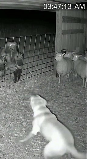 Watchdog #skinwalker #cctv #watchdogs #farmhorror