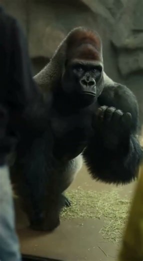 Gorilla Flips Off Rude Teen #gorilla #funny #zoo