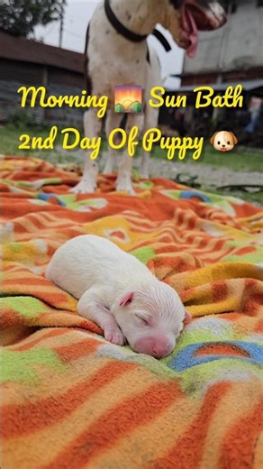 2-Day-Old Newborn Puppy Enjoying His First Morning Sun Bath ☀️🐶