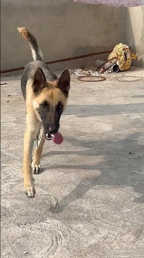 German Shepherd female dog.Long coat German Shepherd.coco#germanshepherd #dogshorts #coco #gsdindian