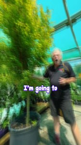 🔥 Japanese Maple Showdown! 🔥 Watch as Chris compares the stunning Full Moon variety to a regular Japanese Maple—its vibrant colours and unique rounded leaves steal the show! 🍁✨ Which one’s your favourite? Let us know in the comments! 👇 Read more here: https://www.thetutuguru.com.au/shop/acer-golden-full-moon-maple/ #JapaneseMaple #FullMoonMaple #GardenGoals #HelloHelloPlants | Hello Hello Plants & Garden Supplies