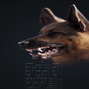 274K views · 4.1K reactions | In case you missed it, check out VFX Grace's rigged German Shepherd model, created entirely with Blender. Learn more and get the model: https://80.lv/articles/get-this-high-quality-3d-german-shepherd-model-made-with-blender-for-animation-projects | 80 Level | Facebook