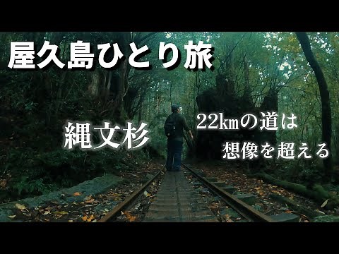 屋久島の縄文杉 往復22kmを歩くが…