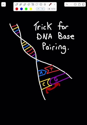 DNA Pairing: The Visual Rule #stem #biology #chemistry